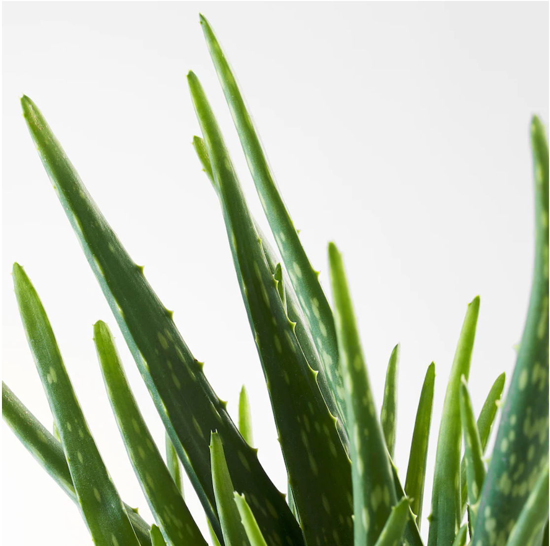aloe vera ikea plant