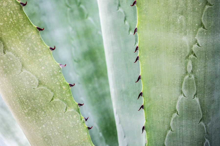 Aloe Vera Plant - LOV Flowers