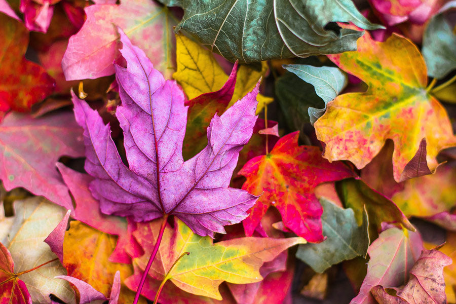 Colourful autumn leaves flowers nature