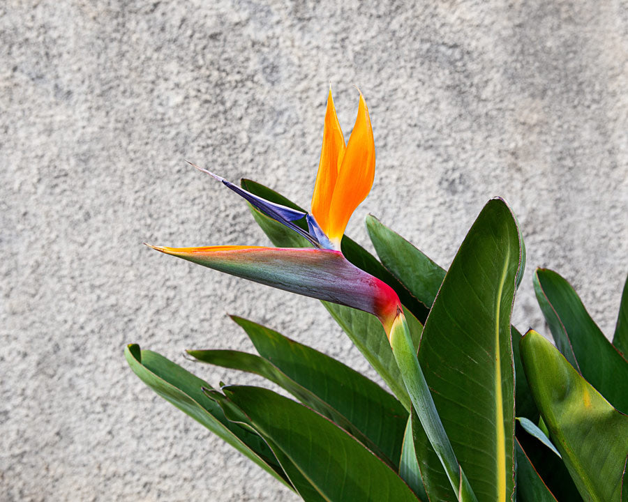 Tropical Bird of Paradise Flower Colourful Plant Green Leaves