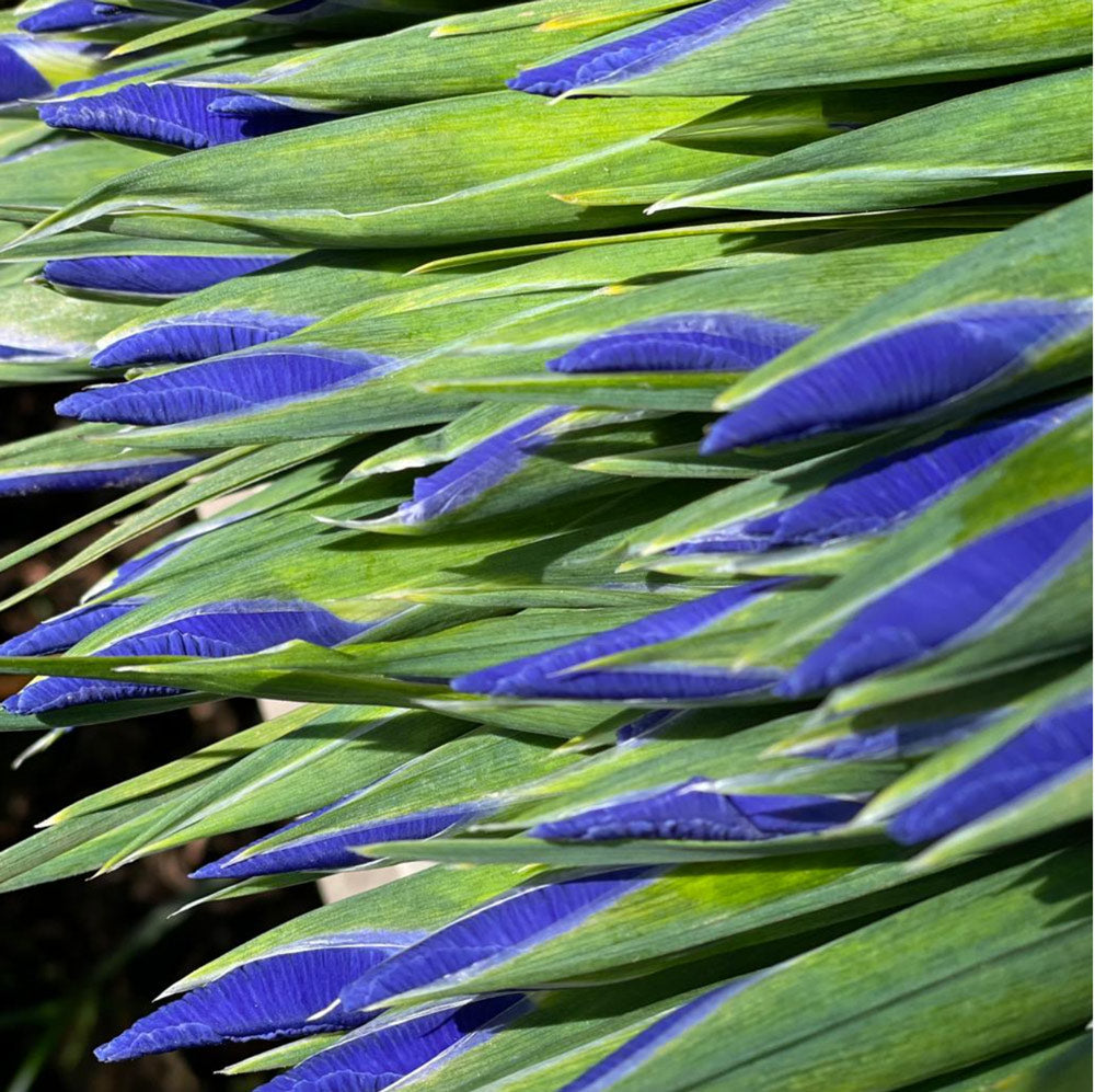 Blue Iris Flowers