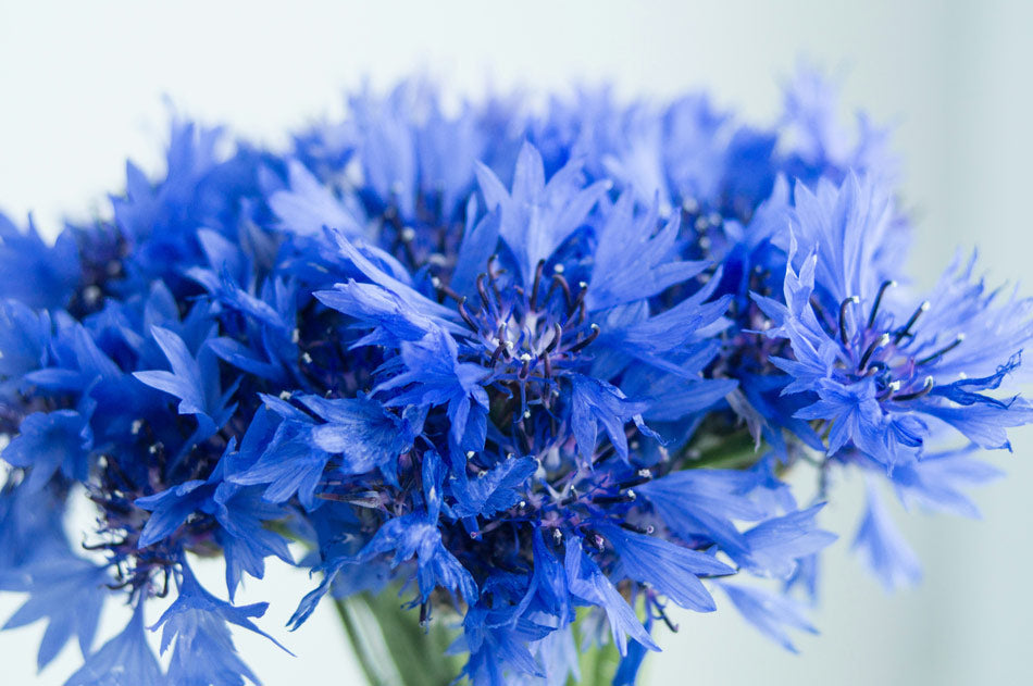 Blue Cornflowers