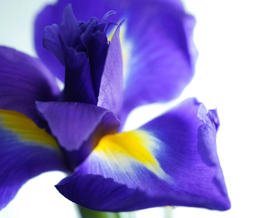 Iris Flower Symbolise Femininity