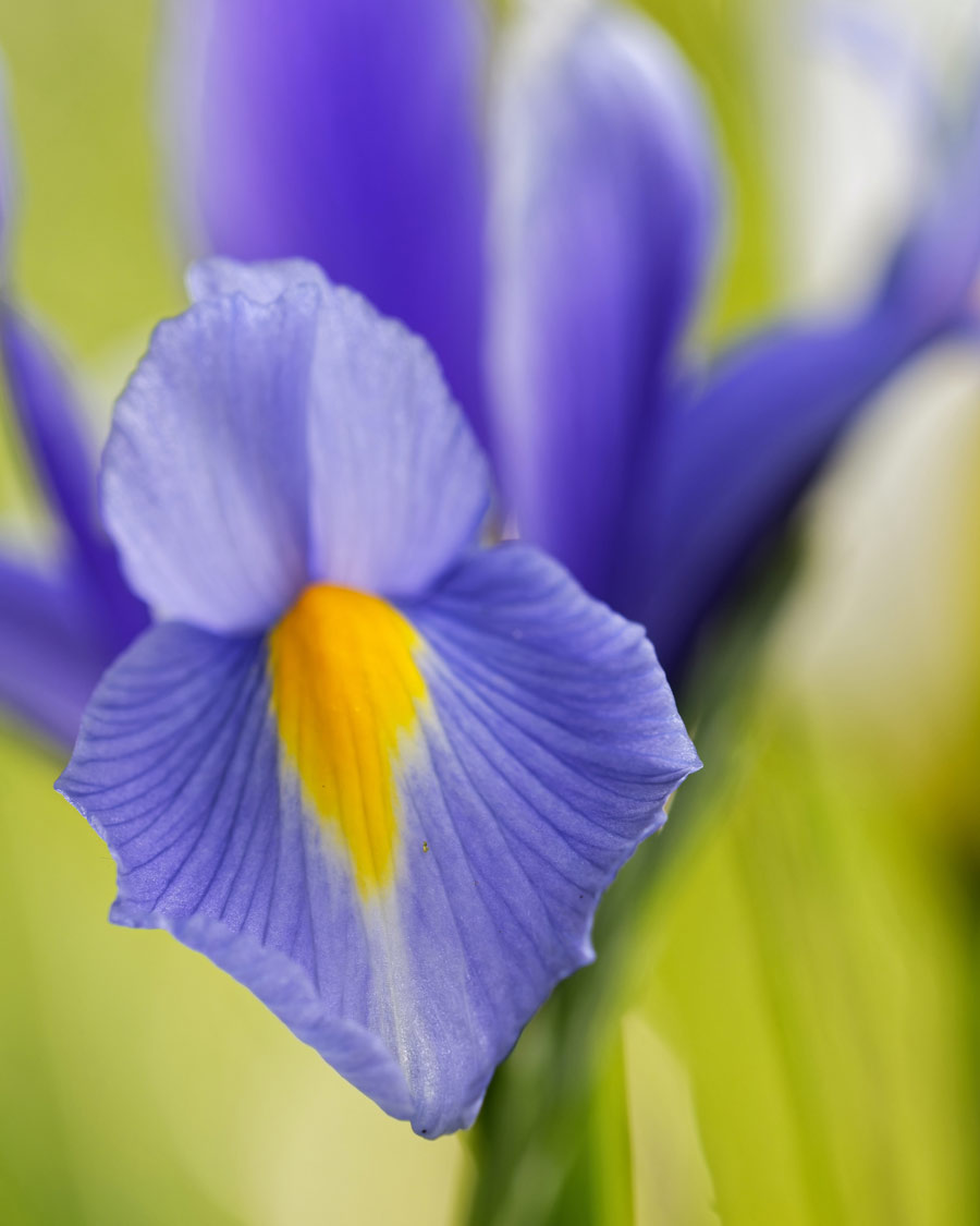 Blue and yellow iris flower