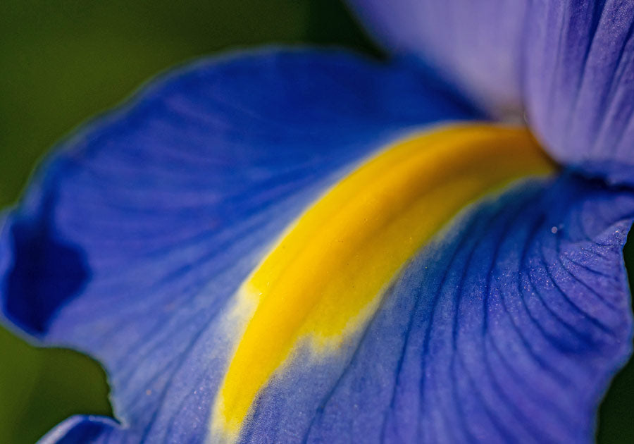 Blue and yellow iris flower close up