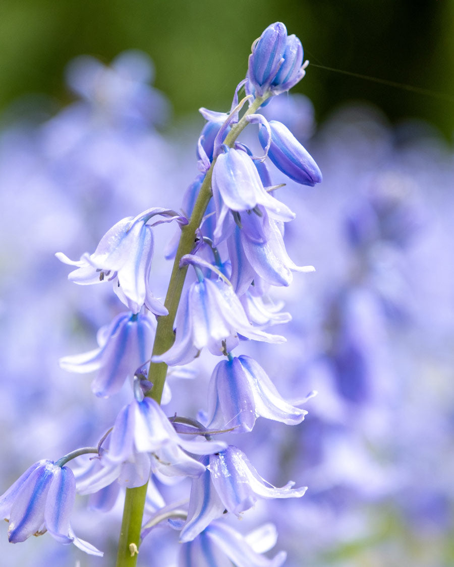 Bluebell spring flowers