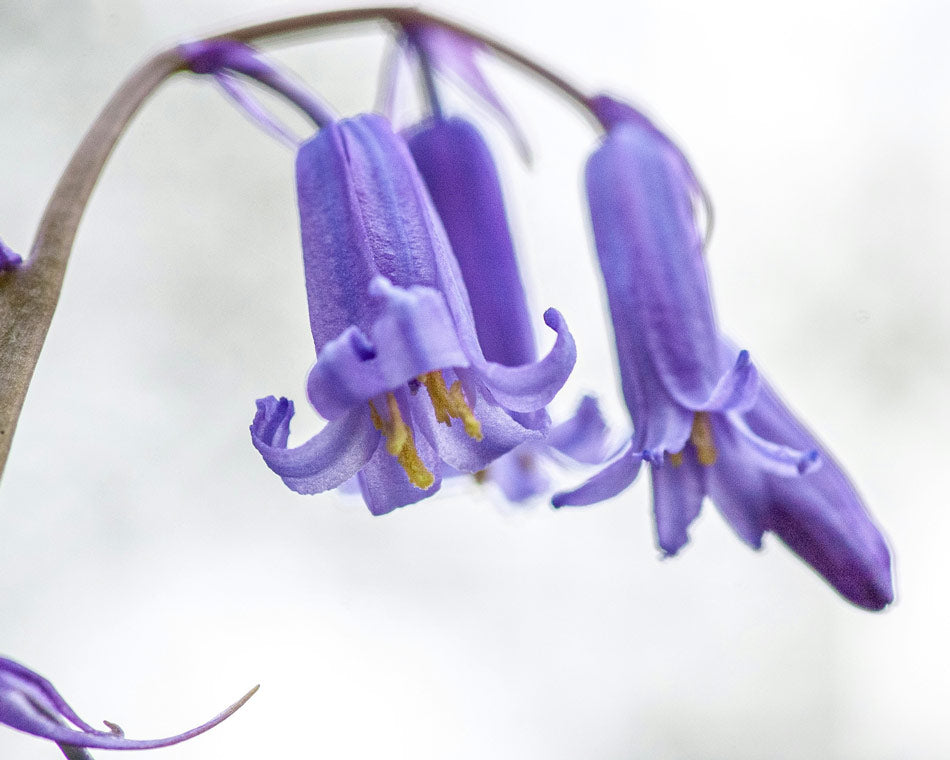 Bluebells Symbolise Friendship