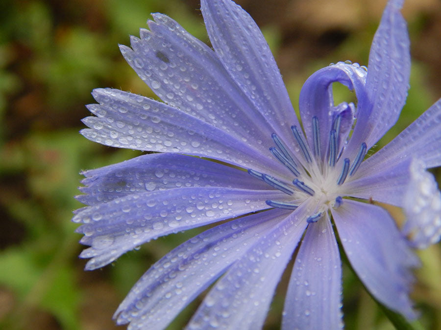 British blue cornflowers summer flower
