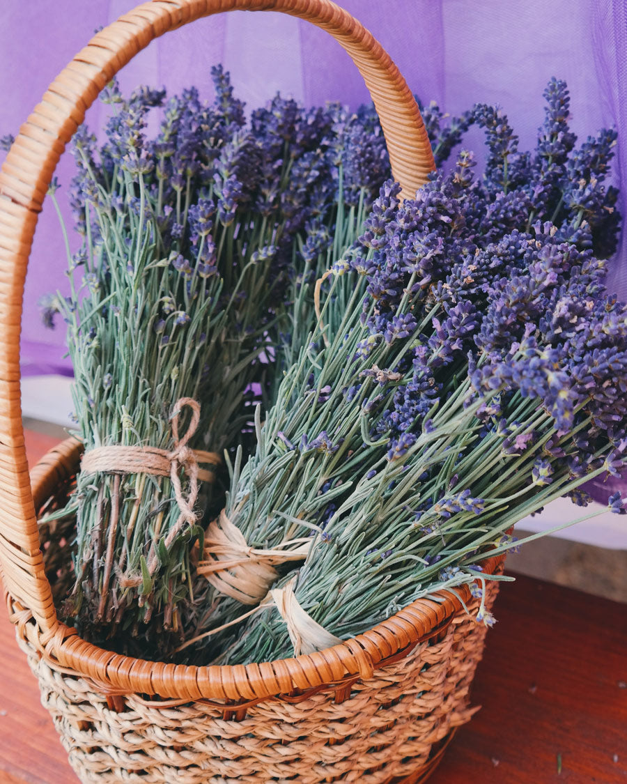 British Lavender summer flowers in a basket