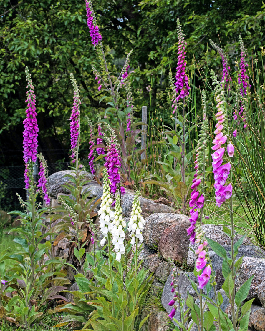 British summer foxgloves flowers in pink and white