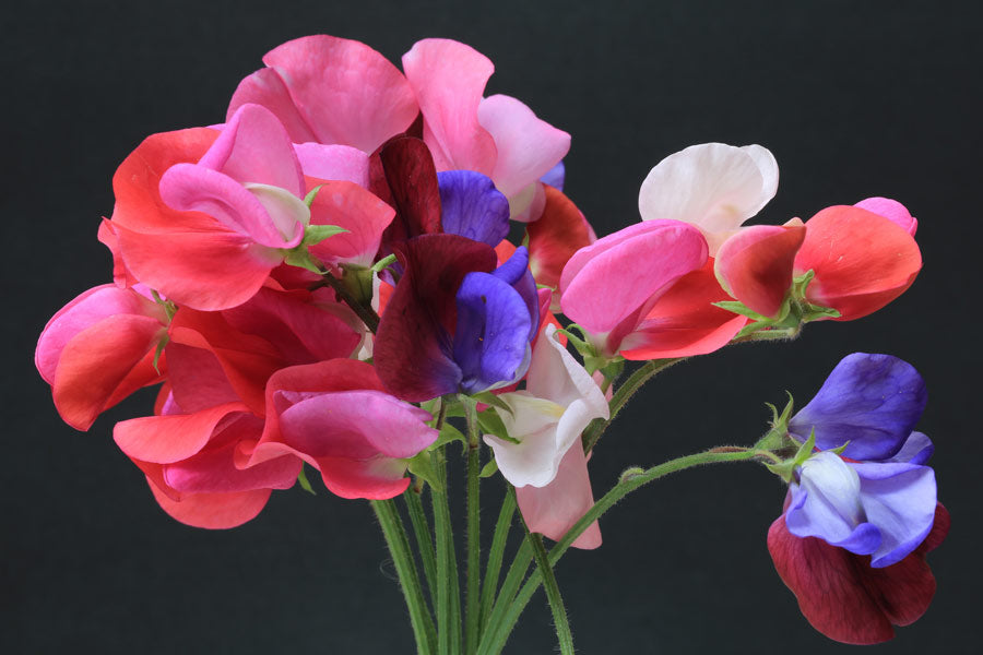 British colourful sweet pea flowers