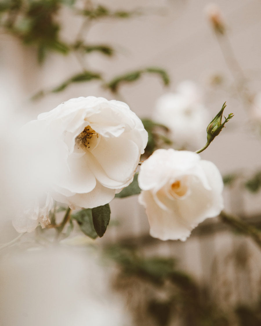 British white fragrant  garden rose summer flower