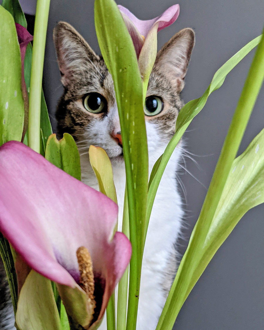 Cat hiding behind pink calla lily flowers - LOV Flowers