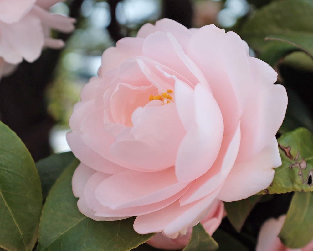 Pink Camellia flower that looks like a rose by LOV Flowers