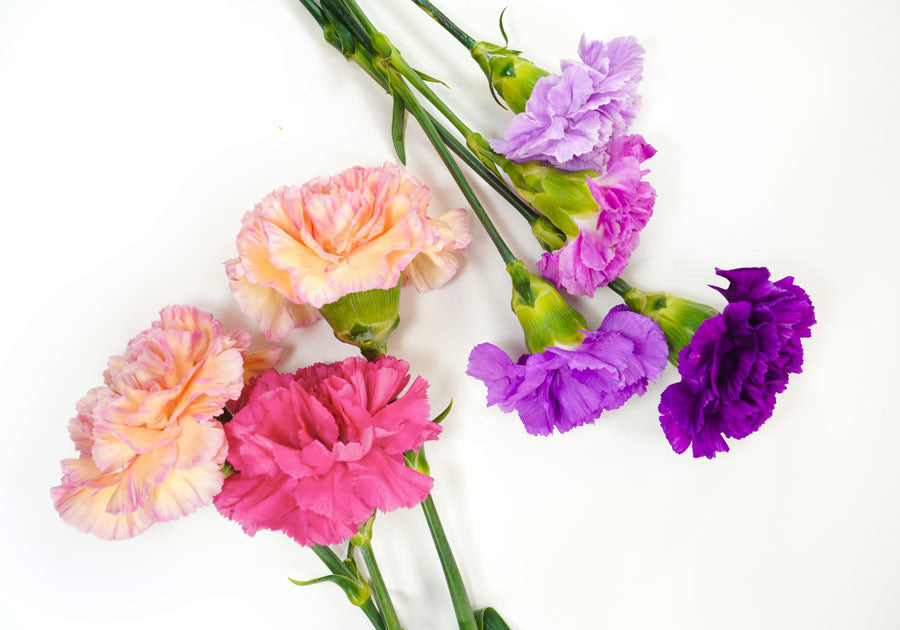 Purple pink peach carnations - LOV Flowers