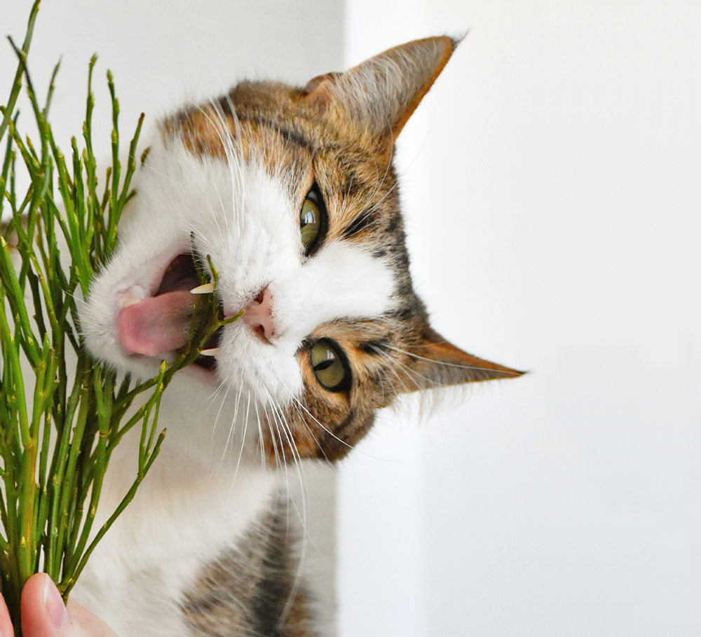 White and brown cat eating a plant - LOV Flowers