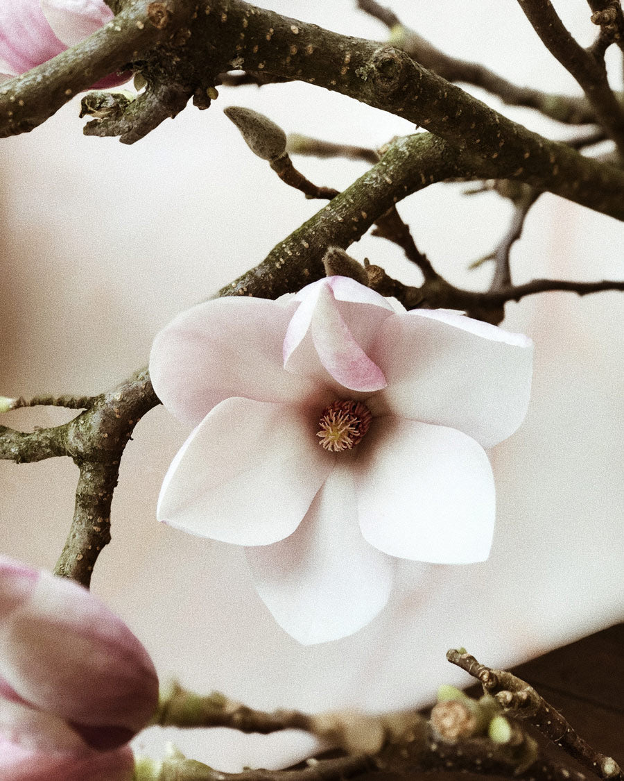 White pink cherry blossom spring flowers