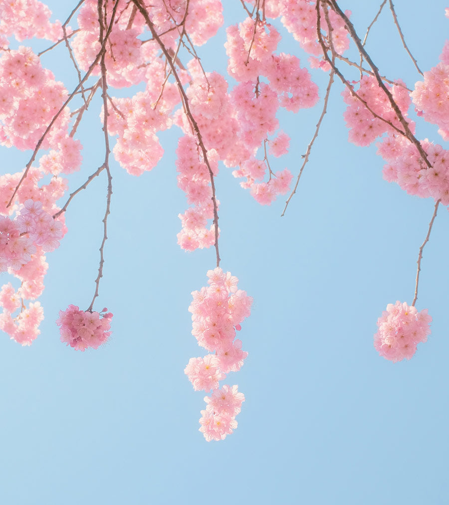 Cherry Blossom Symbolise Femininity