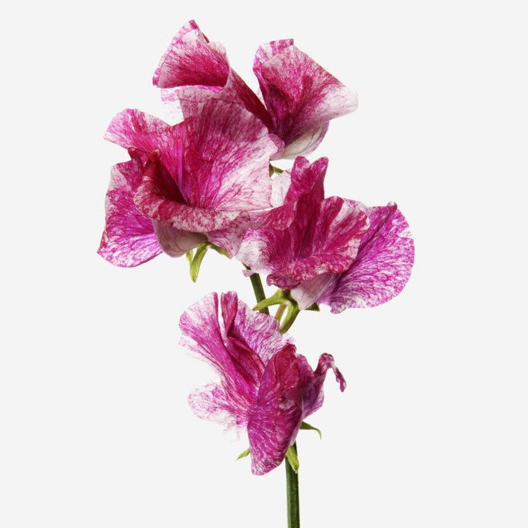 Cherry Dark Pink Sweet Pea Sweetpea Flower