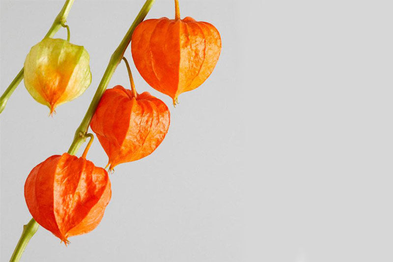 Orange halloween flower physalis chinese lantern