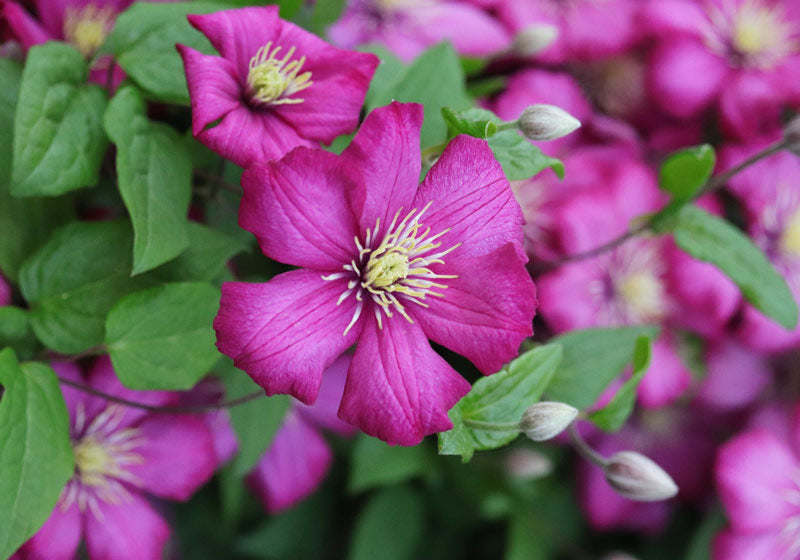 Purple clematis flowers