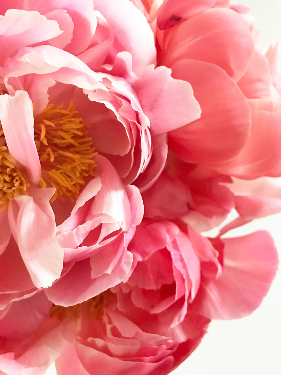 Coral pink peonies peony flower blooming - LOV Flowers