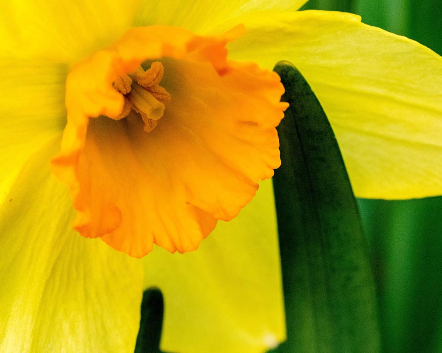 yellow daffodil flower delivery