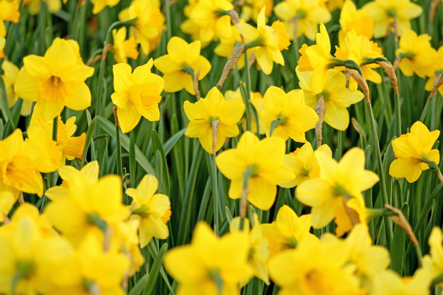 Daffodil flower delivery UK