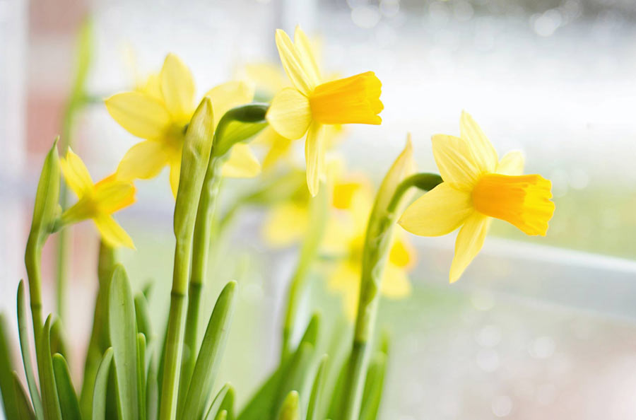 The Daffodil: Meanings, Images & Insights