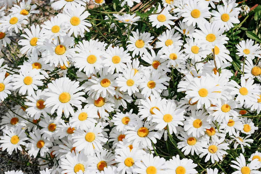 Daisy Flowers - LOV Flowers