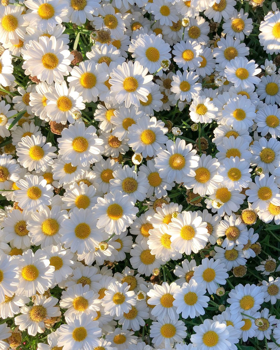 Daisies Daisy Symbolise Femininity