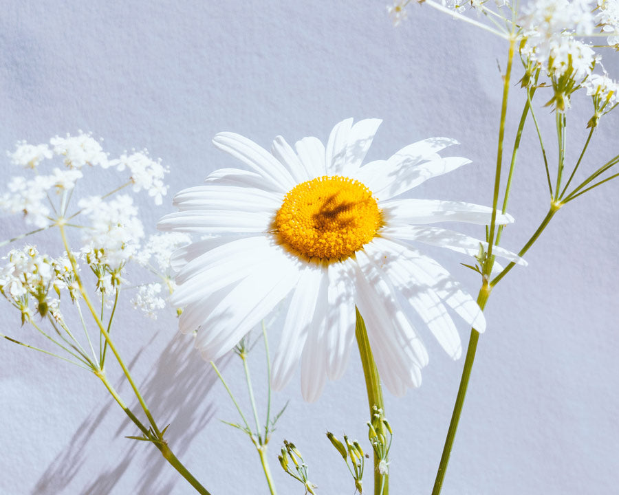 Daisy Flowers - LOV Flowers