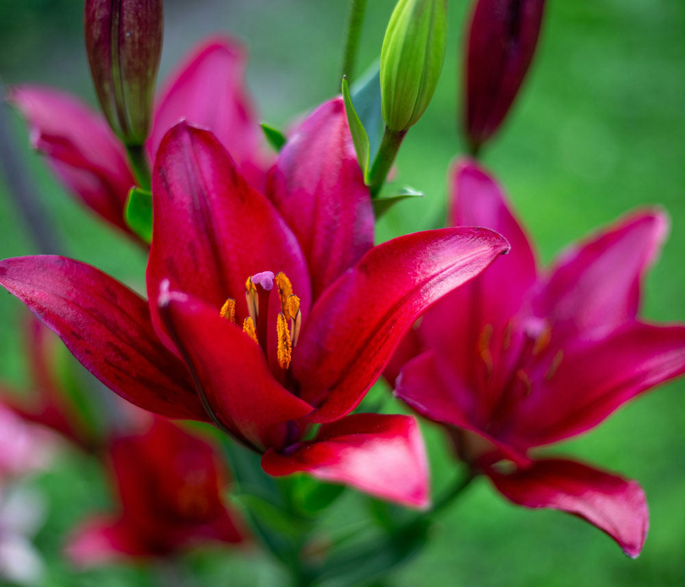 Dark Pink Lilies Symbolise Femininity