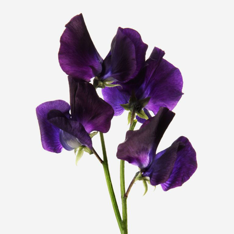 Dark Purple Black Sweet Pea Flower