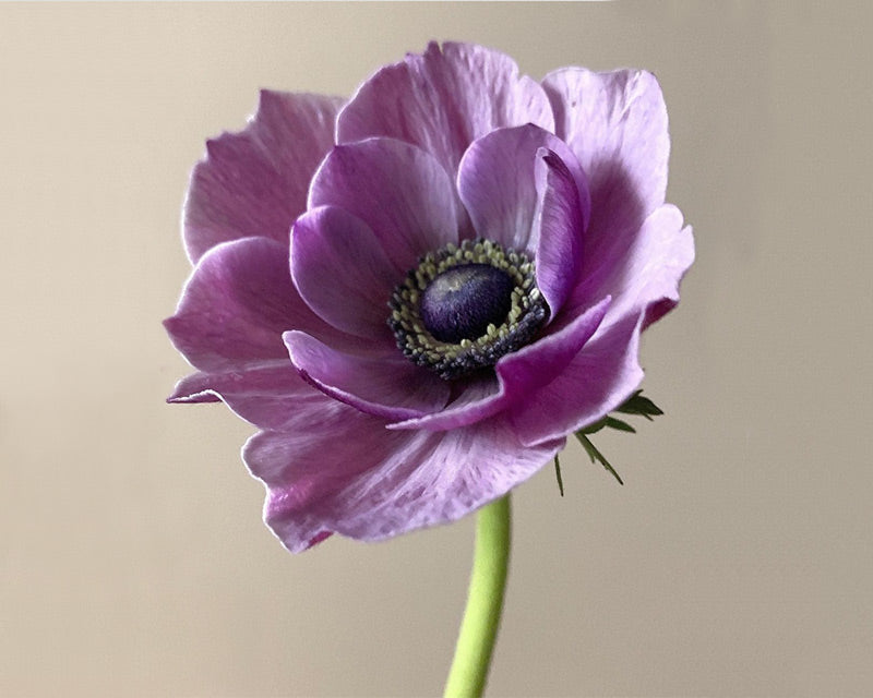 Single stem purple double anemone flower by LOV Flowers