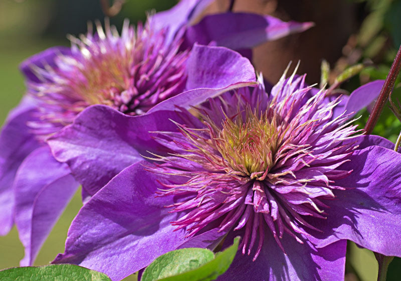 Double layered clematis flowers