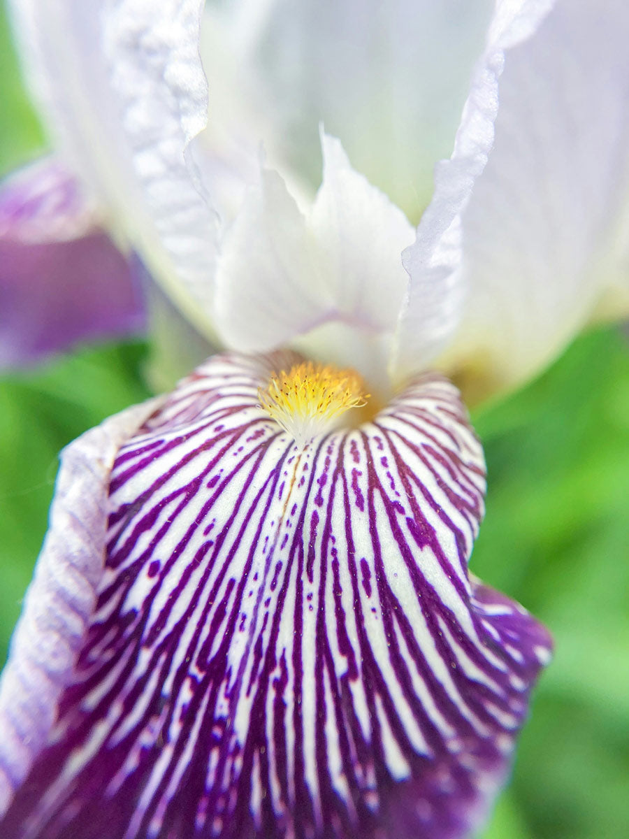 Easter Flowers and their Meanings Symbolism