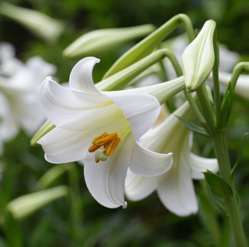 Easter Flowers and their Meanings Symbolism