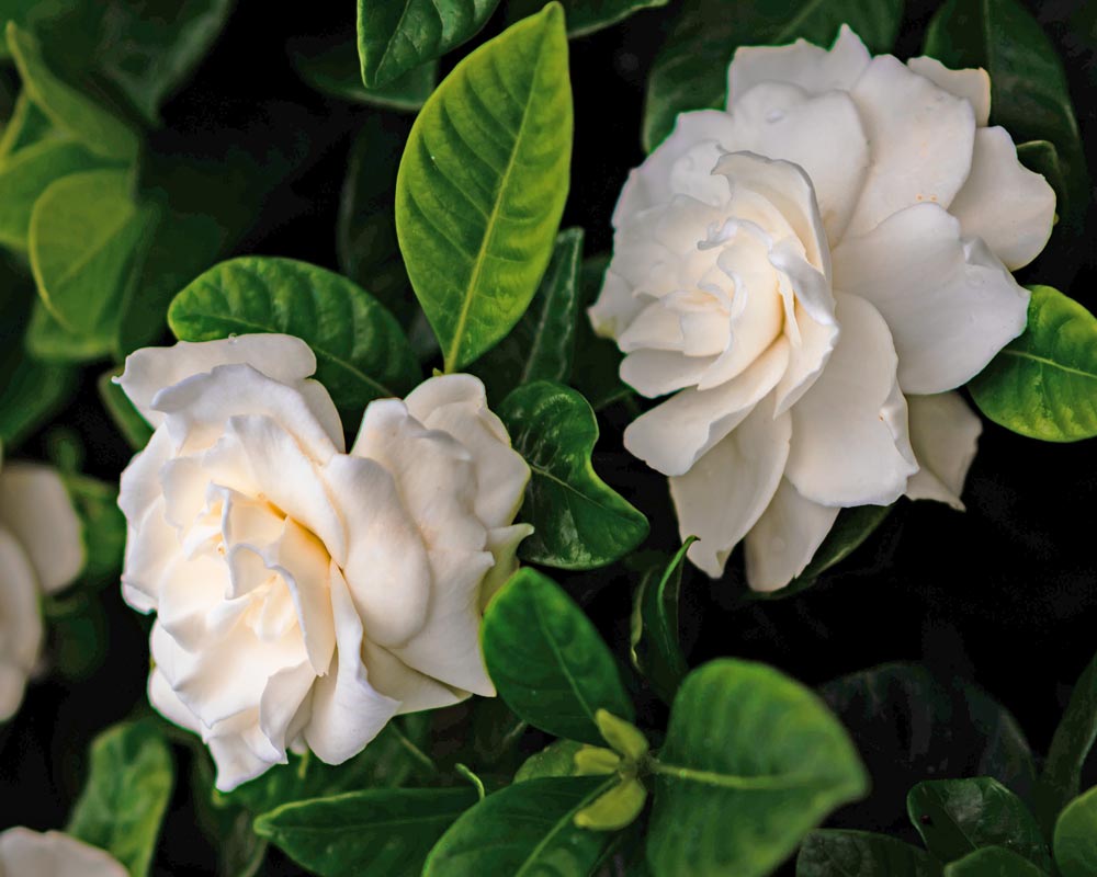 White gardenia flowers that looks like roses by LOV Flowers