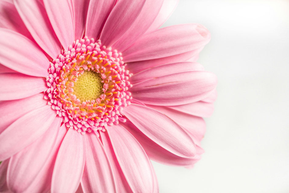 Gerbera flowers symbolism history and facts