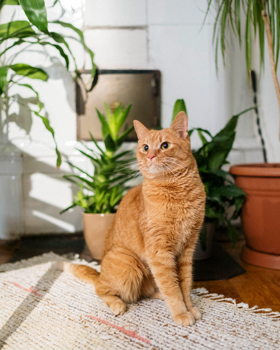Ginger cat in a living room with houseplants - LOV Flowers