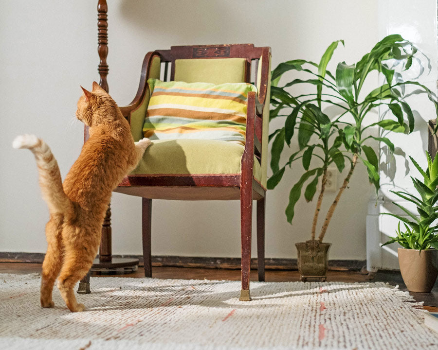 Ginger cat standing up with plants around - LOV Flowers