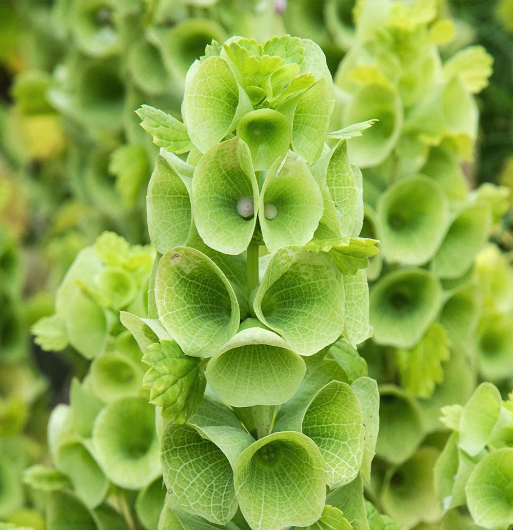 Green Bells Of Ireland St Patrick's Day Flower Decorations