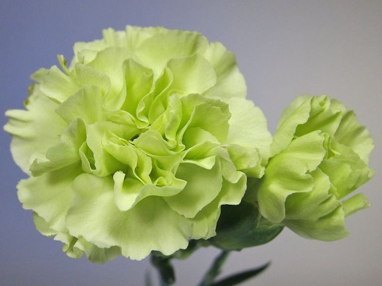 Green Carnations St Patrick's Day Decoration