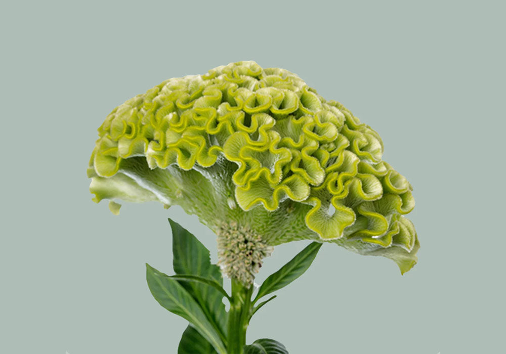 Green Celosia St Patrick's Day Flower Decorations