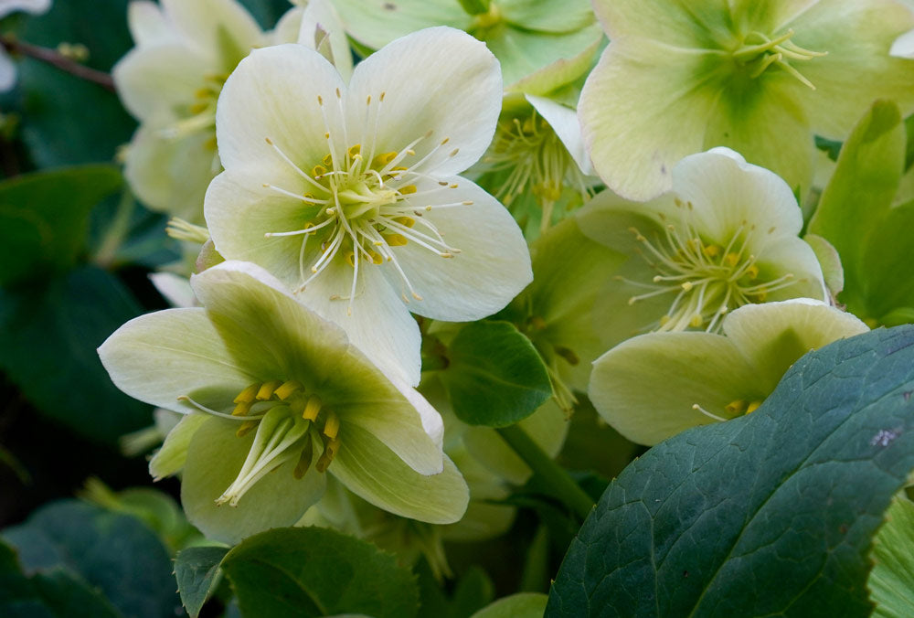 Green Hellebores St Patrick's Day Flower Decorations