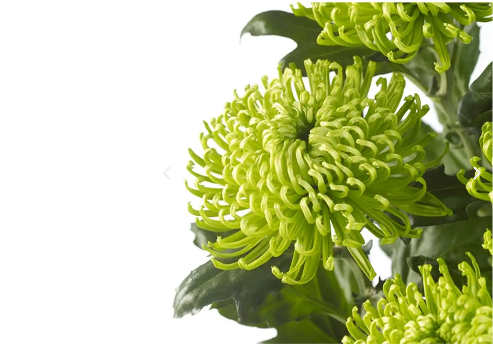 Green Chrysanthemum St Patrick's Day Flower Decorations