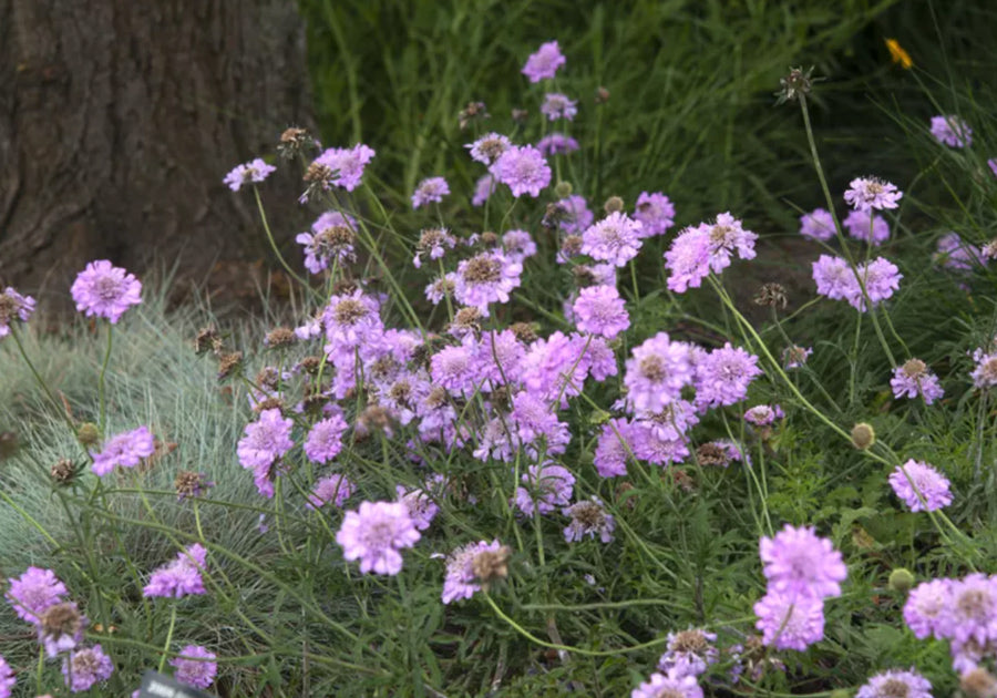 Growing Scabiosa flowers in your garden - LOV Flowers