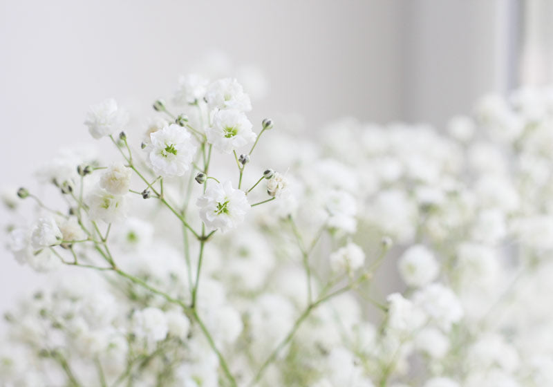 White baby's breath gypsophila wedding flower