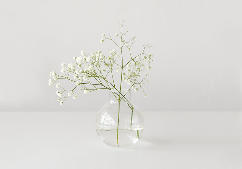 Gypsophila flower in vase